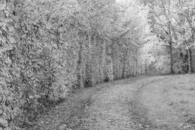 Westphalia 'da bir gölde sonbahar zamanı