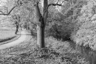 Westphalia 'da bir gölde sonbahar zamanı