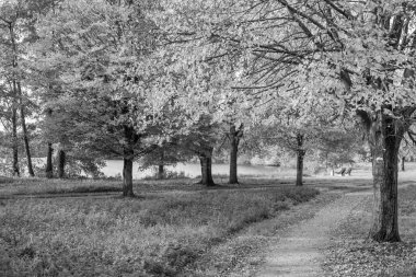 Alman Muensterland 'inde sonbahar zamanı