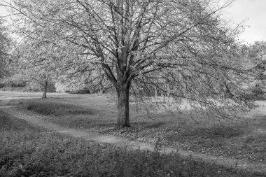 Alman Muensterland 'inde sonbahar zamanı