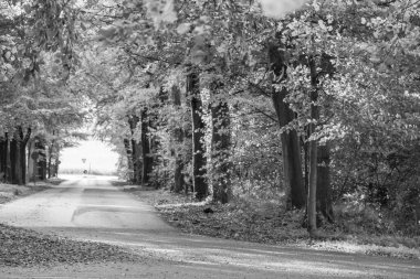 Alman Muensterland 'inde sonbahar zamanı