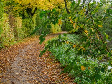 Alman Muensterland 'inde sonbahar zamanı