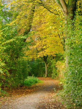 Alman Muensterland 'inde sonbahar zamanı