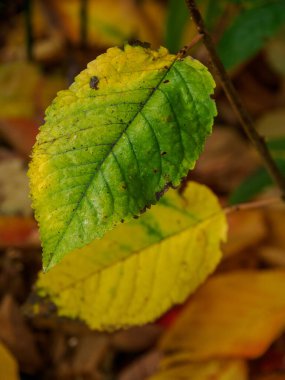 Alman Muensterland 'inde sonbahar zamanı