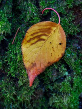 Alman Muensterland 'inde sonbahar zamanı