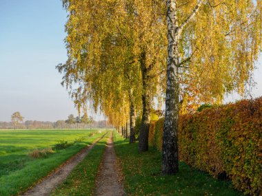 Alman Muensterland 'inde sonbahar zamanı