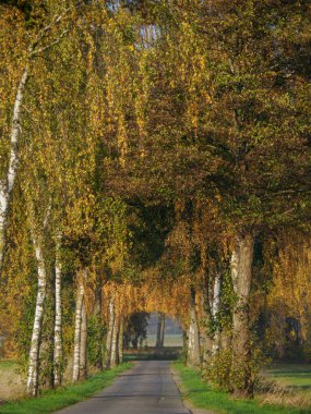 Alman Muensterland 'inde sonbahar zamanı