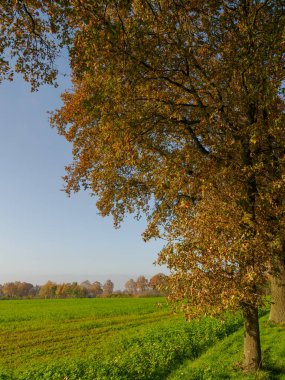 Alman Muensterland 'inde sonbahar zamanı