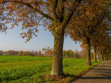 Alman Muensterland 'inde sonbahar zamanı