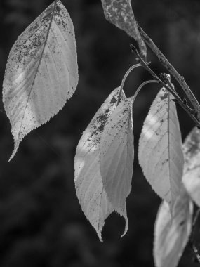 Alman Muensterland 'inde sonbahar zamanı