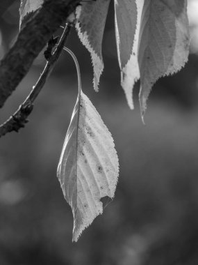 Alman Muensterland 'inde sonbahar zamanı