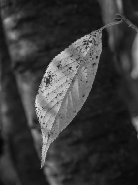 Alman Muensterland 'inde sonbahar zamanı