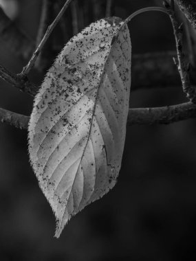 Alman Muensterland 'inde sonbahar zamanı
