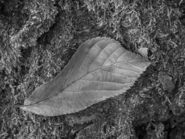 Alman Muensterland 'inde sonbahar zamanı
