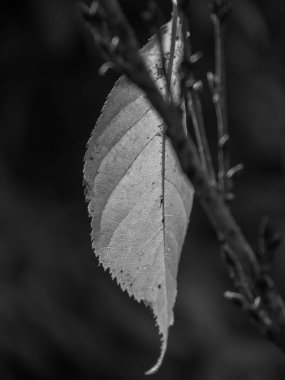 Alman Muensterland 'inde sonbahar zamanı