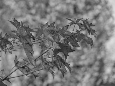 Alman Muensterland 'inde sonbahar zamanı