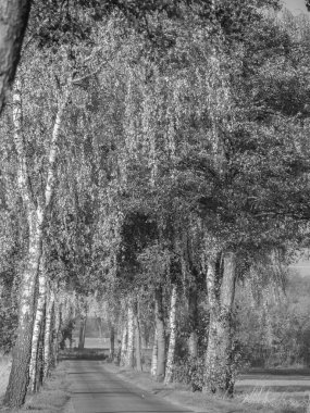 Alman Muensterland 'inde sonbahar zamanı