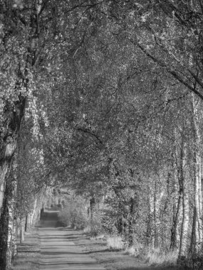Alman Muensterland 'inde sonbahar zamanı