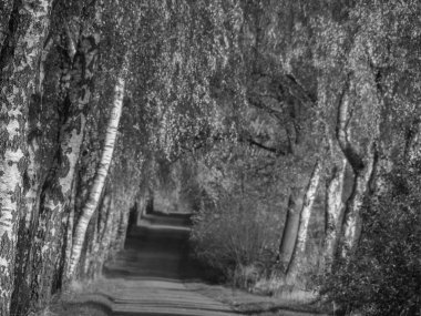Alman Muensterland 'inde sonbahar zamanı