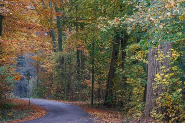 Alman Muensterland 'inde sonbahar zamanı