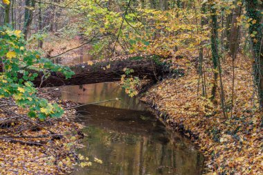 Alman Muensterland 'inde sonbahar zamanı