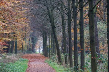Alman Muensterland 'inde sonbahar zamanı