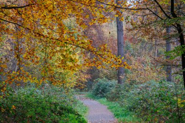 Alman Muensterland 'inde sonbahar zamanı