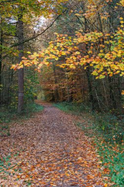 Alman Muensterland 'inde sonbahar zamanı