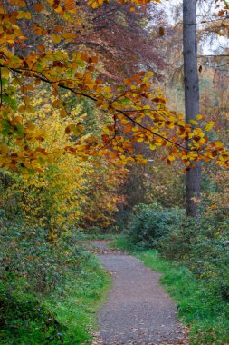 Alman Muensterland 'inde sonbahar zamanı