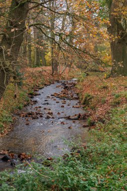 Alman Muensterland 'inde sonbahar zamanı