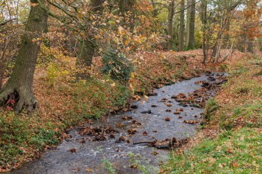 Alman Muensterland 'inde sonbahar zamanı