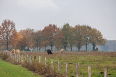 Alman Muensterland 'inde sonbahar zamanı