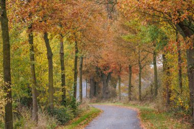 Alman Muensterland 'inde sonbahar zamanı
