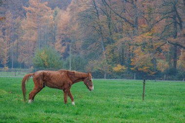 Alman Muensterland 'inde sonbahar zamanı