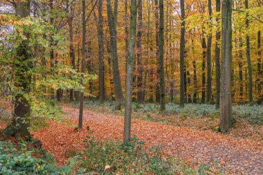 Alman Muensterland 'inde sonbahar zamanı