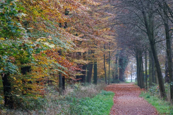 Alman Muensterland 'inde sonbahar zamanı