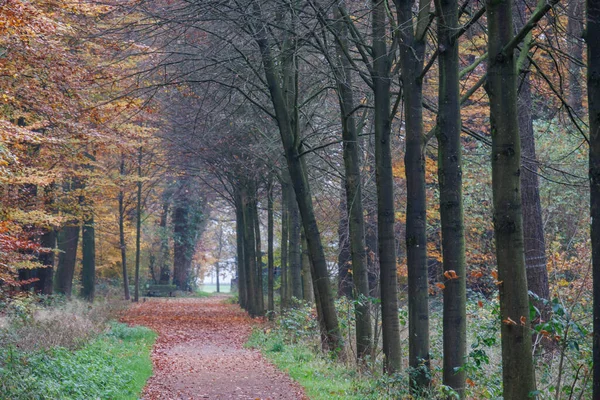 Alman Muensterland 'inde sonbahar zamanı