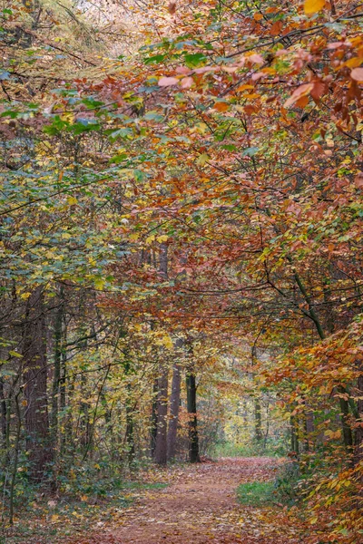 Alman Muensterland 'inde sonbahar zamanı