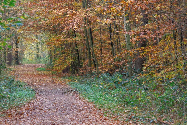 Alman Muensterland 'inde sonbahar zamanı