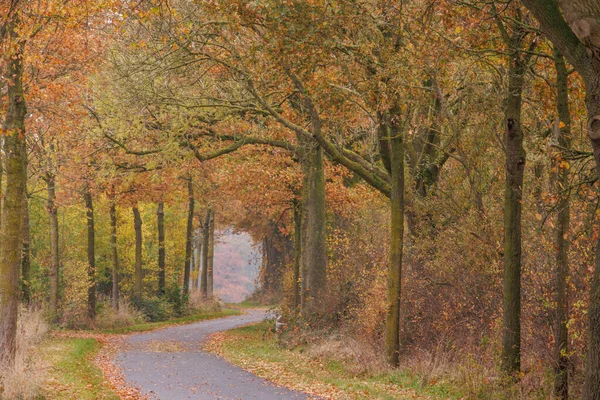 Alman Muensterland 'inde sonbahar zamanı