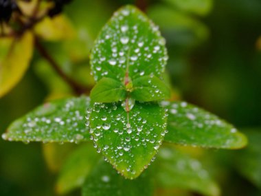 Alman bahçesinde sonbahar
