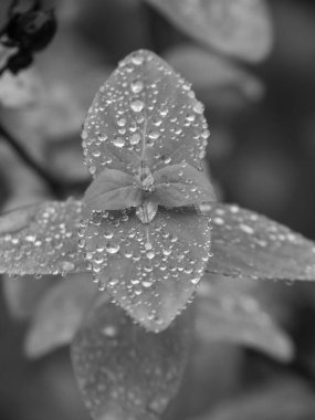 Alman bahçesinde sonbahar