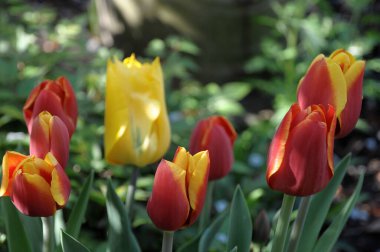 Alman bahçesinde bahar geldi.