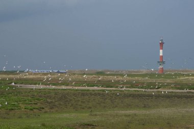 Kuzey Denizi 'ndeki Wangerooge Adası