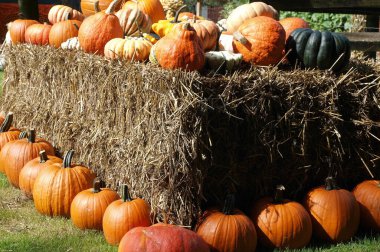 Alman Bahçe kabaklar