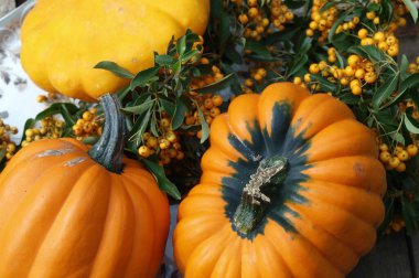 Alman Bahçe kabaklar