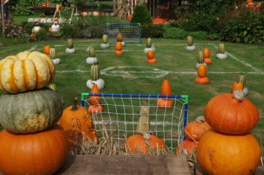 Alman Bahçe kabaklar