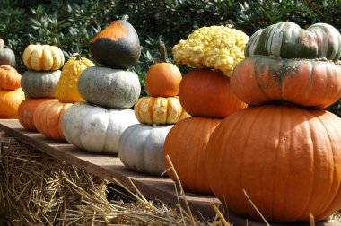 Alman Bahçe kabaklar