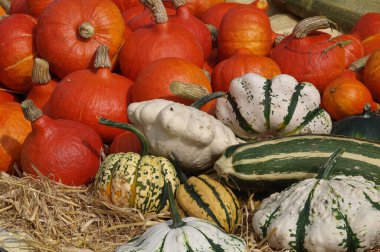 Alman Bahçe kabaklar