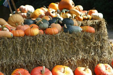 Alman Bahçe kabaklar